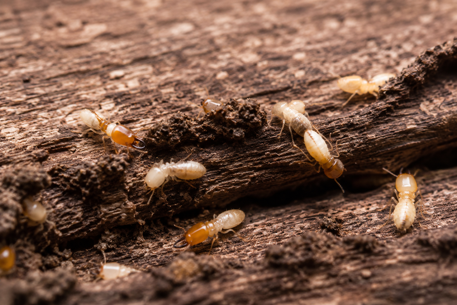 Termite Control