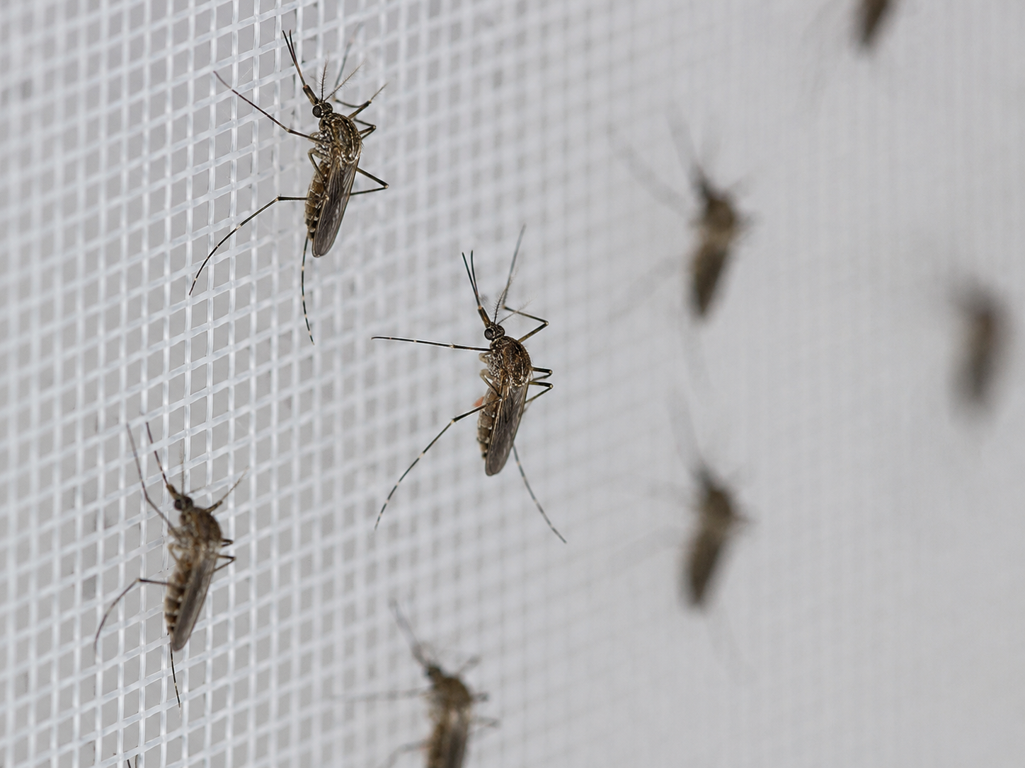 Bed Bug Control